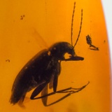 coleoptera_tenebrionidae_on_dominican_amber_284126457