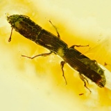 coleoptera_zopheridae