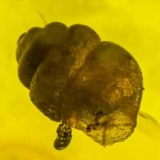 rare_snail_and_homoptera_1820497715