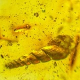 spiralix_snail_dominican_amber_fossil_1063339413