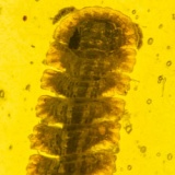 v0744_diplopoda_fossil_in_dominican_amber