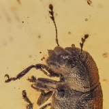 v1392_coleoptera_ptinidae_anobiinae-10