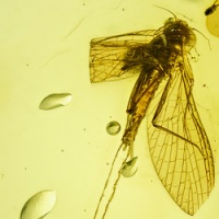 a02-41_ephemeroptera_with_extra_long_tail