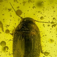 a02-44_coleoptera_dytiscidae__diving_beetle