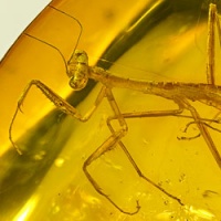 af01-106_mantodea_fossil_in_dominican_amber