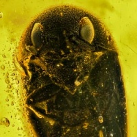 af01-168_coleoptera_buprestidae_-_metallic_wood-boring_beetle