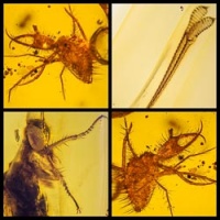 af01-176_antlion_neuroptera_myrmeleontidae_fossil_in_dominican_amber