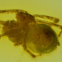 af01-181_spider_beahavior_scene_spider_maternal_care__1789553882