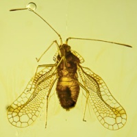 af01-183_heteroptera_tingidae_tinginae