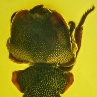 af01-184_hymenoptera_formicidae_myrmicinae_cephalotes