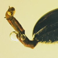 af01-188_coleoptera