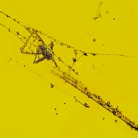 af01-190_spider_on_web