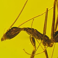 af01-194_hymenoptera_formidae_leptomyrmex