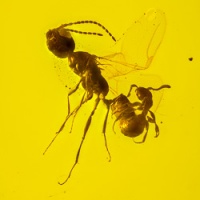 af01-201_mating_wasp