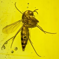 af01-203_diptera_nematocera