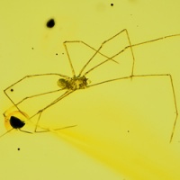 af01-204_arachnida_araneae_pholcidae