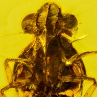 af01-207_homoptera_452989361