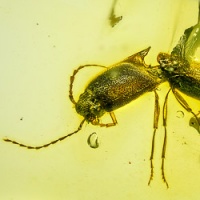 af01-211_coleoptera_cliciling_elateridae