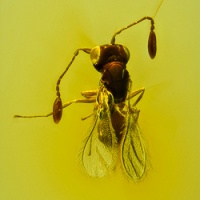 af01-212_parasitic_wasp