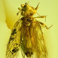 af01-214_psocoptera