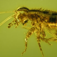 af01-215_nymph_of_grillidae