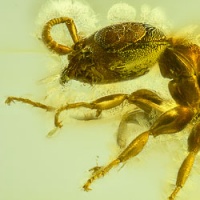 af01-223_hymenoptera_formicidae_pseudomyrmecinae