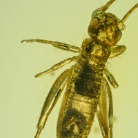 af01-226_nymph_of_grillidae