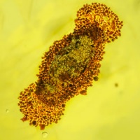 af01-237_moth_case_fossil_in_dominican_amber