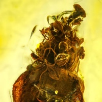 af01-238_flower_fossil_in_dominican_amber