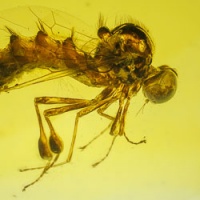 af01-241_diptera_acroceridae_ogcodes_-_small_head_fly