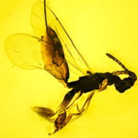 af01-242_hymenoptera_ichneumonidae_-_ichneumonid_wasp