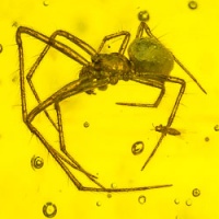 af01-244_live_like_arachnida_araneae