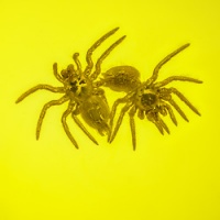 af01-246_spiderlings