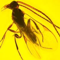 af01-247_hymenoptera_braconidae_-_braconid_wasp