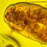 af01-248_blattodea__water_bubble