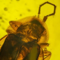 af01-252_coleoptera_lampyridae