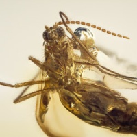 af01-258_diptera_nematochera_sciaridae_-_dark_fungus_gnat