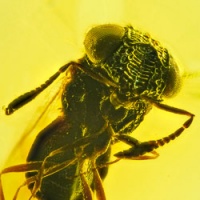 af01-268_parasitic_wasp