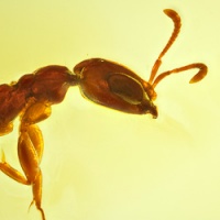 af01-273_hymenoptera_formicidae_pseudomyrmecinae__twig_dwelling-ant