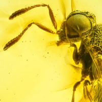 af01-274_parasitic_wasp