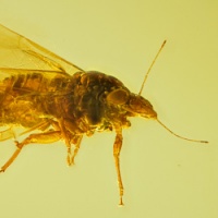 af01-275_psyllidae