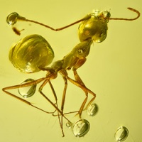 af01-279_ant