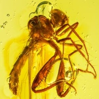 af01-280_diptera_empididae_-_dance_fly_inclusion_fossil_in_dominican_amber