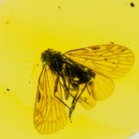 af01-281_homoptera_195570989