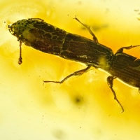 af01-282_coleoptera_zopheridae_colydiinae_-_cylindrical_bark_beetle