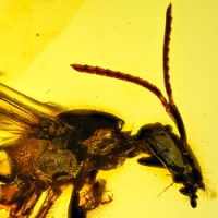 af01-37_hymenoptera_apoidea_halictidae_-_metallic_sweat_bee__flying_moth