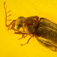 al001_coleoptera_ptilodactylidae_toe-winged_beetle_male