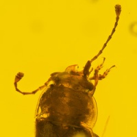 al010_sap_beetle_coleoptera_nitidulidae