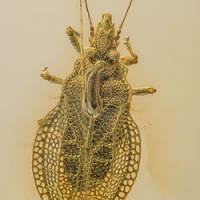 al021_hemiptera_tingidae_cantacaderinae_eocader