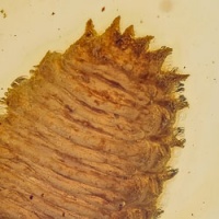 al039_larva_of_coleoptera